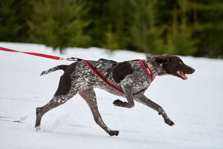 Running Pointer dog on sled dog racing. Winter dog sport sled team competition. English pointer dog...