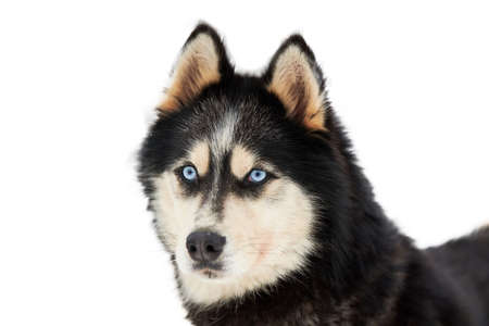 Husky sled dog face, isolated. Siberian husky dog breed white background, muzzle portrait. Isolated funny pet for design or advertisementの写真素材