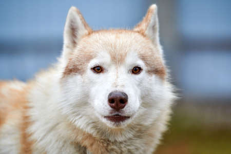 Husky dog outdoor portrait. Funny pet on walking before sled dog racing.の写真素材