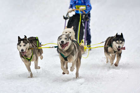 Husky sled dog racing. Winter dog sport sled team competition. Siberian husky dogs pull sled with...