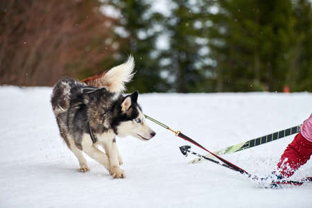 Running Husky dog on sled dog racing. Winter dog sport sled team competition. Siberian husky dog in harness pull skier or sled with musher. Active running on snowy cross country track roadの写真素材