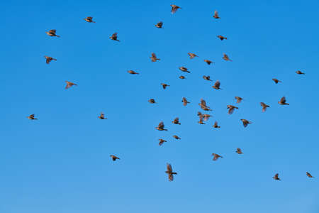 Sparrows flock flies in blue sky. Little urban birds. Sparrows bird wildlife. Birdwatching and ornithologyの写真素材