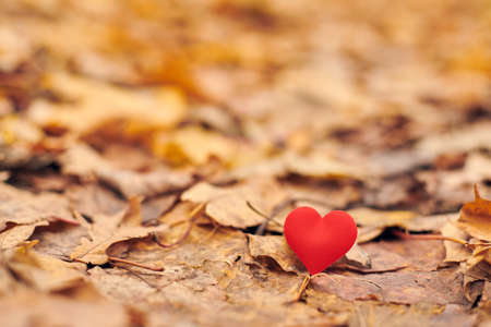 Heart on autumn leaves. Infatuation or unrequited romantic love concept. Symbol of one-sided unrequited love victims of Valentine day. Beautiful autumn background, copy space.の写真素材