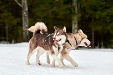 Husky sled dog racing. Winter dog sport sled team competition. Siberian husky dogs pull sled with...