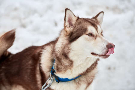 Husky sled dog face, winter background. Siberian husky dog breed outdoor muzzle portrait. Beautiful funny pet on walk before race competition.の写真素材