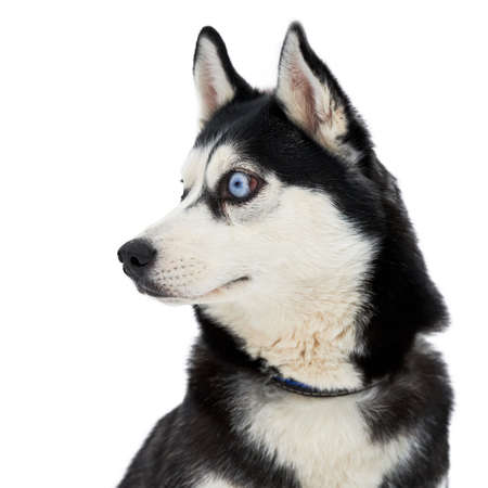 Funny husky face with big surprised eyes, isolated. Cute shocked look. Stunned mad Siberian Husky. Crazy design.の写真素材