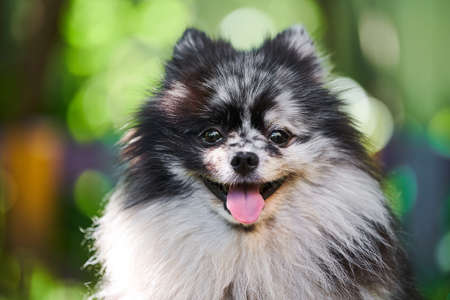 Pomeranian Spitz dog close up portrait, green garden background. Cute pomeranian puppy on walk. Funny family friendly Spitz pom dog.の写真素材