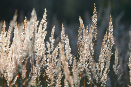 Calamagrostis epigejos bushgrass. Wood small-reed grass in field. Beautiful sunny landscape, summer background.の写真素材