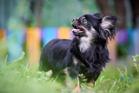 Chihuahua puppy, little dog in garden. Cute small doggy on grass. Long haired chihuahua breed.の写真素材