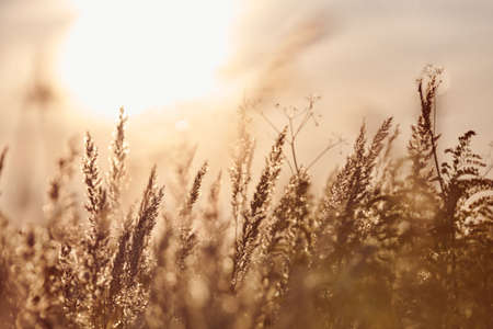 Calamagrostis epigejos bushgrass. Wood small-reed grass in field. Beautiful sunny landscape, summer...
