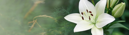 Lilium candidum flower. Beautiful white plant in garden. Madonna lily flower, green background.の写真素材