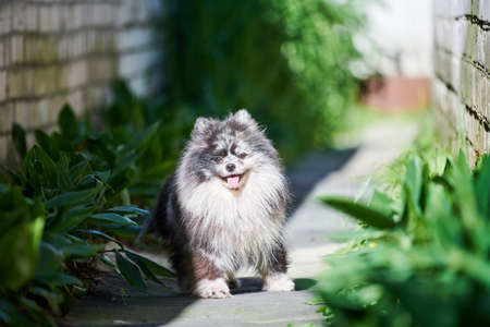 Pomeranian Spitz dog in garden grass. Cute pomeranian puppy on walk. Funny family friendly Spitz pom dog.の写真素材