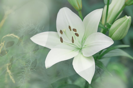 Lilium candidum flower. Beautiful white plant in garden. Madonna lily flower, green background.の写真素材