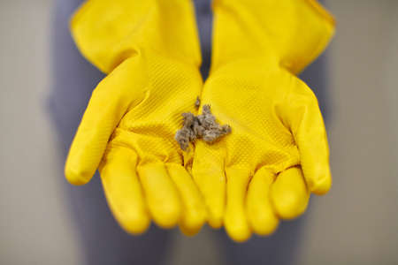 Dust balls, fluff and lint in human hands. Person in yellow rubber gloves holds dust bunny after...