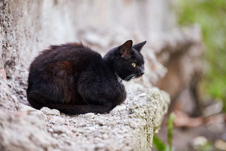 Black homeless cat sitting on stone in street. Outdoor stray cat waiting for feeding. Close up.の写真素材