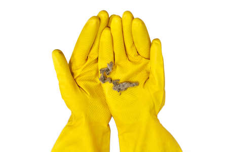 Dust balls, fluff and lint in human hands isolated on white background. Person in yellow rubber gloves holds dust bunny after cleaning, close up.の写真素材