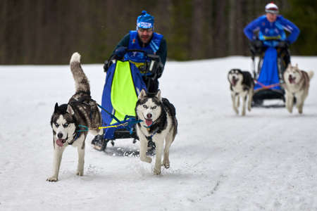 VERKHOSHIZHEMYE, RUSSIA - 03.07.2020 - Husky sled dog racing. Koltco Fortuny - winter dog sport sled team competition. Siberian husky dogs pull sled with musher. Active running on snowy roadのeditorial素材