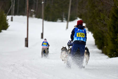 VERKHOSHIZHEMYE, RUSSIA - 08/03/2020 - Husky sled dog racing. Koltco Fortuny - winter dog sport sled...