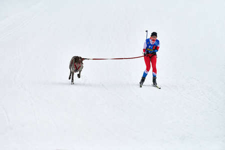 VERKHOSHIZHEMYE, RUSSIA - 03.07.2020 - Skijoring dog racing. Koltco Fortuny - winter dog sport competition. Pointer dog pulls skier. Active skiing on snowy cross country track roadのeditorial素材
