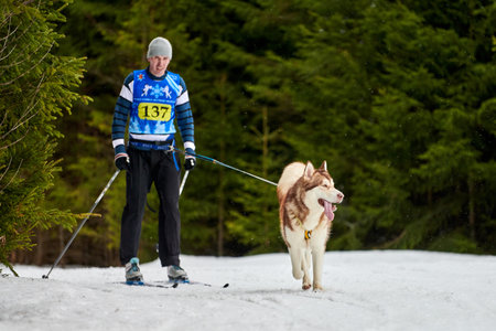 VERKHOSHIZHEMYE, RUSSIA - 03.07.2020 - Skijoring dog racing. Koltco Fortuny - winter dog sport...