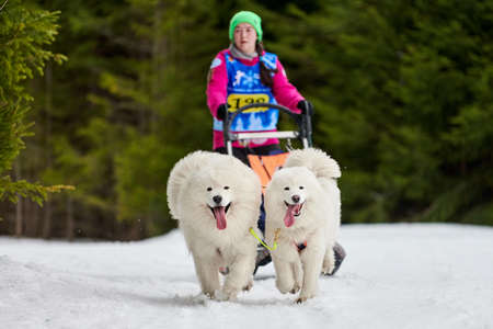 VERKHOSHIZHEMYE, RUSSIA - 03.07.2020 - Winter sled dog racing. Koltco Fortuny - Dog sport sled team competition. Samoyed dogs pull sled with musher. Active running on snowy roadのeditorial素材