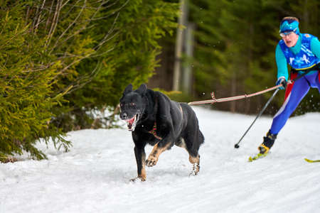 VERKHOSHIZHEMYE, RUSSIA - 08/03/2020 - Skijoring dog racing. Koltco Fortuny - winter dog sport competition. Siberian husky dog pulls skier. Active skiing on snowy cross country track roadのeditorial素材