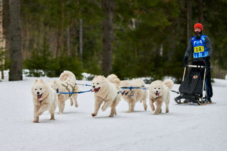 VERKHOSHIZHEMYE, RUSSIA - 03.07.2020 - Husky sled dog racing. Koltco Fortuny - winter dog sport sled...