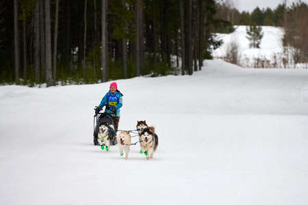 VERKHOSHIZHEMYE, RUSSIA - 03.07.2020 - Husky sled dog racing. Koltco Fortuny - winter dog sport sled team competition. Siberian husky dogs pull sled with musher. Active running on snowy roadのeditorial素材