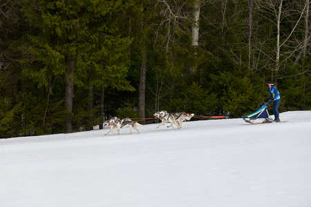VERKHOSHIZHEMYE, RUSSIA - 08/03/2020 - Husky sled dog racing. Koltco Fortuny - winter dog sport sled...