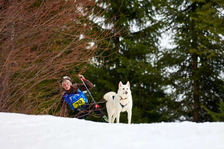 VERKHOSHIZHEMYE, RUSSIA - 03.07.2020 - Skijoring dog racing. Koltco Fortuny - winter dog sport...