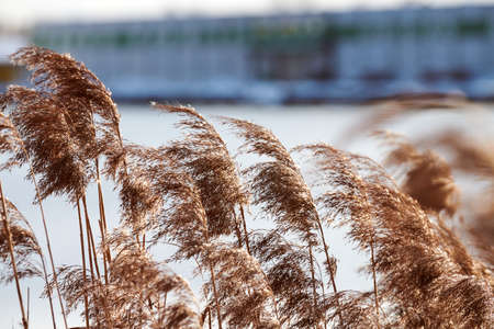 Dry reed stalks growing on banks of river, industrial background. River cane thicket, close up.の写真素材