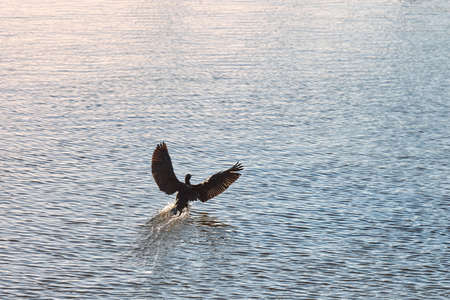 Cormorant bird flying hovering above blue water surface. Phalacrocorax carbo, great cormorant, great...