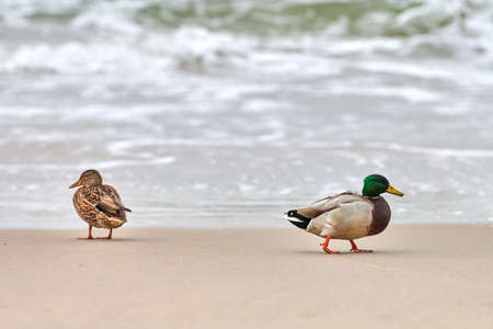 Two mallard waterfowl birds walking near Baltic Sea. Close up of Anas platyrhynchos, mallard duck. Couple breakup concept.の写真素材