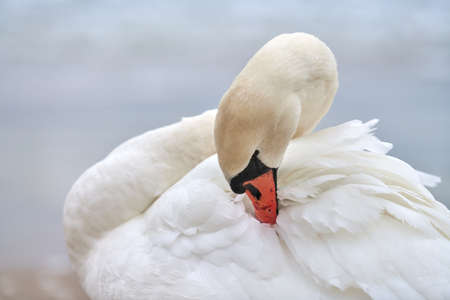 Portrait of large white mute swan next to Baltic Sea, macro. Close up photo of swan head, showing detail of its feathers, beak and eyes.の写真素材