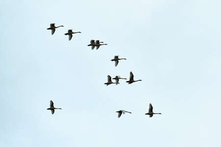 Flock of birds, swans flying high in blue sky. Flight in V-formation. Freedom, speed, teamwork...