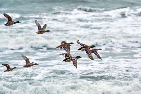 Mallard waterfowl birds flying over sea water. Seascape of hovering birds against background of blue...