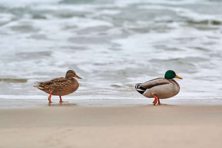 Two mallard waterfowl birds walking near Baltic Sea. Close up of Anas platyrhynchos, mallard duck. Couple breakup concept.の写真素材