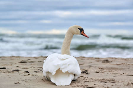 White mute swan sitting and resting on sandy beach hear blue Baltic Sea. Winter seascape.の写真素材