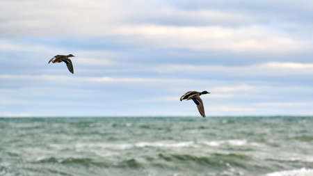Mallard waterfowl birds flying over sea water. Anas platyrhynchos, mallard duck. Hovering birds on...