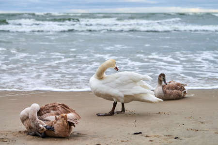 Beautiful white mute swans with brown cygnets resting on sandy beach near Baltic Sea. Flock of...