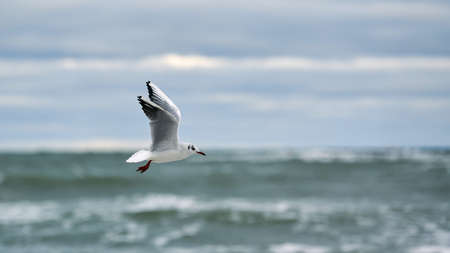 Seagull, gull flying over sea. Seascape of hovering white bird on natural blue water background.の写真素材