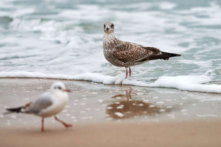 Young yellow-legged gull, Larus michahellis, walking on seashore near Baltic sea. Close up view of juvenile seagull standing on sandy beach.の写真素材