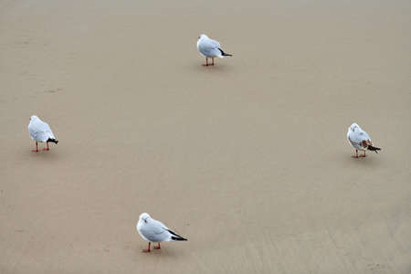 Seagulls walking on seashore. Black-headed gulls, walking on sandy beach near Baltic sea. Chroicocephalus ridibundus.の写真素材