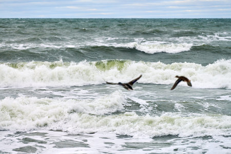 Two mallard waterfowl birds flying over sea water. Seascape of hovering birds against background of foaming waves. Anas platyrhynchos, mallard duck.の写真素材