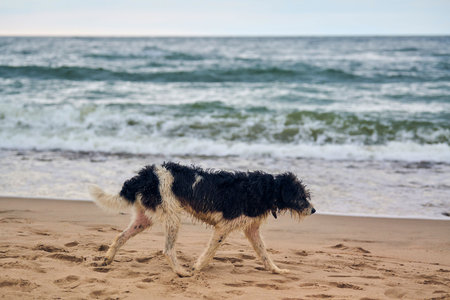 Lost dog walking on sandy beach and looking for owner, sea background. Wet sad dog with collar walking along Baltic Sea on beach. Tired homeless doggy frozen and wants to eatの写真素材