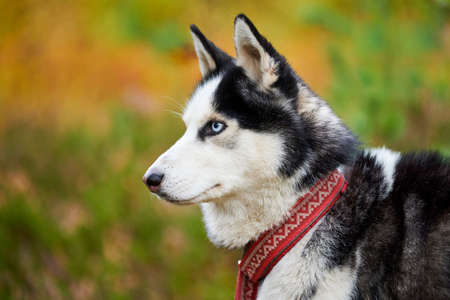 Siberian Husky portrait close up, Siberian Husky head side view with white and black coat color and blue eyes, sled dog breed. Husky dog in red collar outdoor, blurred green forest backgroundの写真素材
