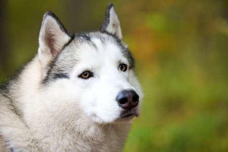 Siberian Husky portrait close up, Siberian Husky face with white and black coat color and brown eyes, sled dog breed. Husky dog muzzle portrait outdoor for design, blurred green forest backgroundの写真素材