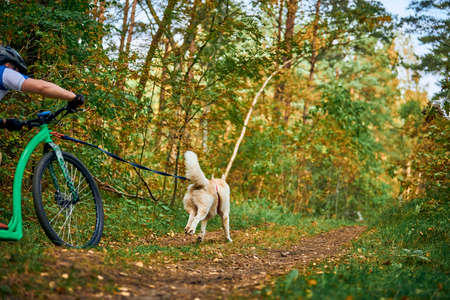 Dog scootering competition, sled dog mushing race, strong Siberian Husky sled dog pulling mountain scooter with musher, autumn competition outdoor, sled dog racingの写真素材