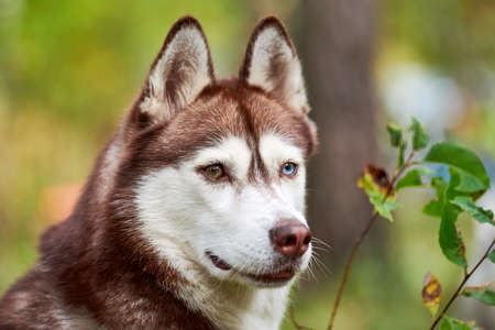 Purebred Siberian Husky dog in nature, blurred green natural background. Friendly Siberian Husky portrait with brown and white fur, brown and blue eyes. Beautiful wild Alaskan sled dogの写真素材