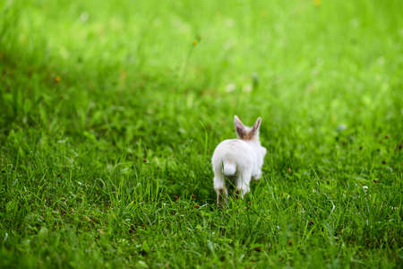 White rabbit running away on green grass, blurred unfocused background. Little white rabbit jumping on green lawn in city park. Easter fluffy bunny rabbit, back view. Run rabbit runの写真素材